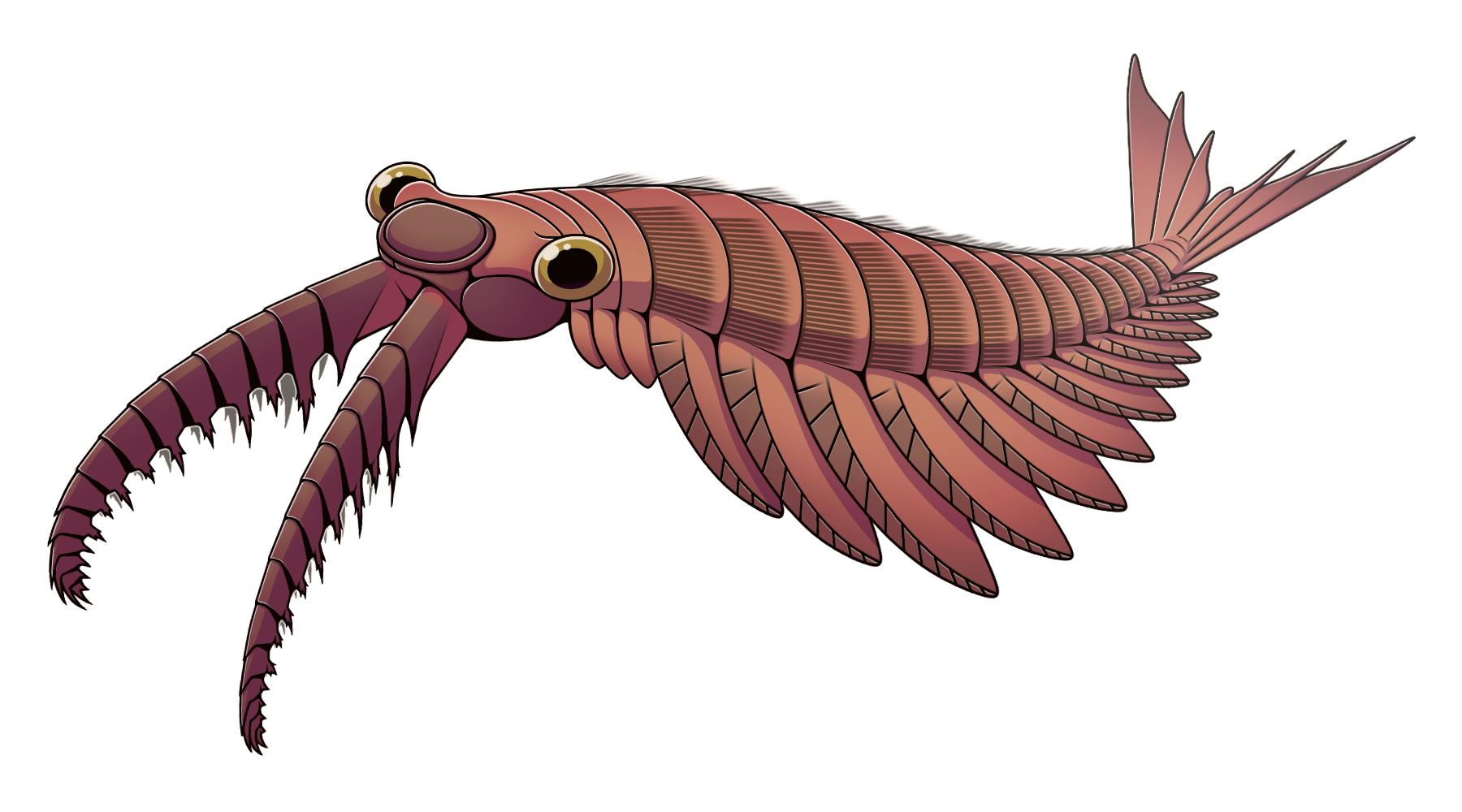 Anomalocaris_canadensis